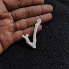 Naturale Mare Corallo Branch