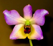 Dendrobium Species trantuanii