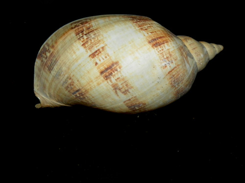 Huge cymbiola magnifica - , (