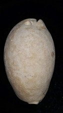 Fossile/fossilizzato