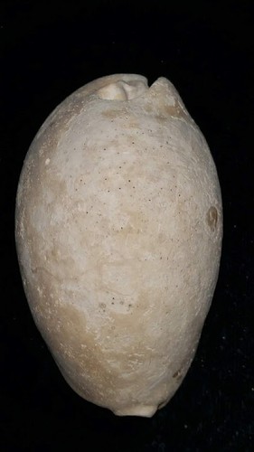 Fossile/fossilizzato