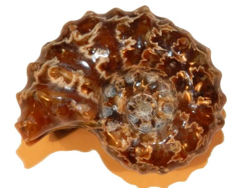 Douvilleiceras ammonite - douvilleiceras,