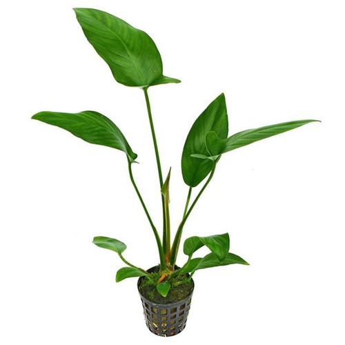 Anubias hastifolia - anubias,