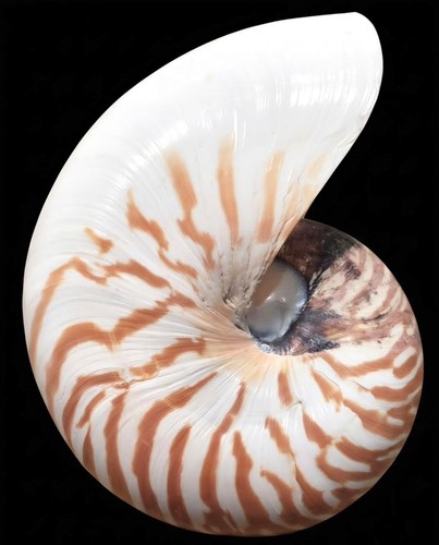 Conchiglia nautilus tigre - conchiglia,
