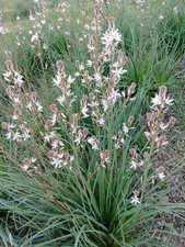 10 Bulbi Di Asfodelo