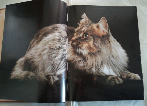 Grande enciclopedia del - , gatto