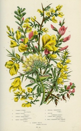 Stampa botanica antica 1899 - antica,