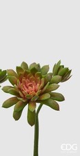 Edg - ramo echeveria olis