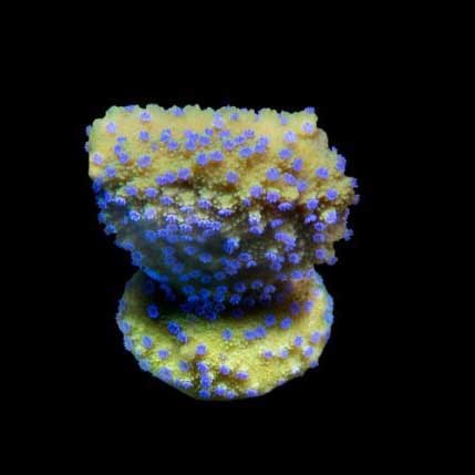 Corallo montipora - corallo, di