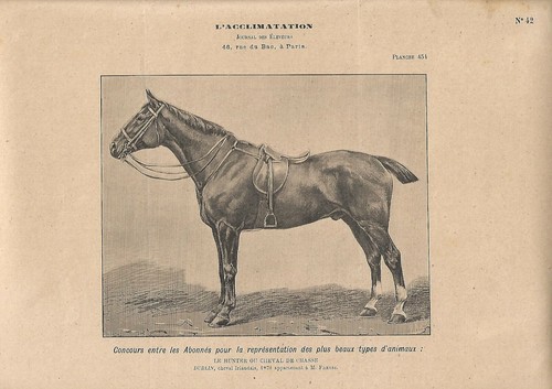 Stampa antica cavallo - stampa,