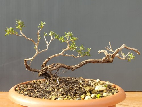 Bonsai timo 15x22cm vaso - bonsai, di