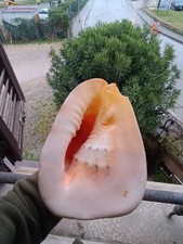 conchiglia gigante