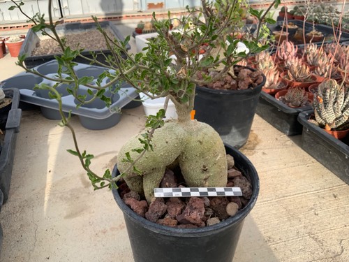 Fockea edulis wysiwyg cactus - wysiwyg,