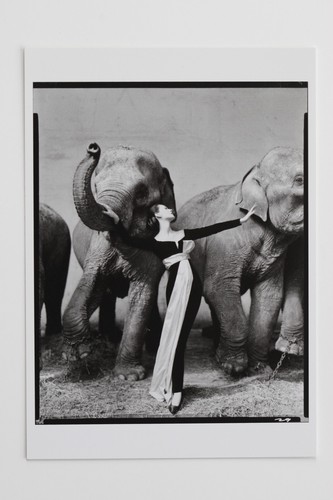 Richard avedon dovima - avedon:, "