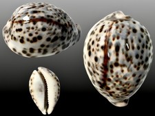 Cypraea tigris pardalis
