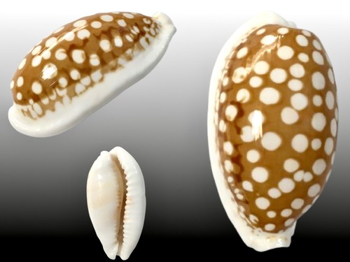 Cypraea cribraria bohol - cribraria,,