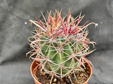 FEROCACTUS GRANDIFLORUS