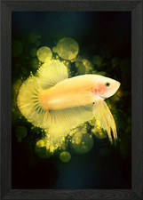 Betta Fish 1 poster arte da