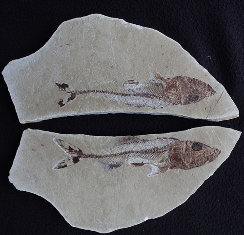 Spaniodon vipera pesce - spaniodon,