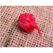 peperoncino HP22B, 25 semi + OMAGGIO