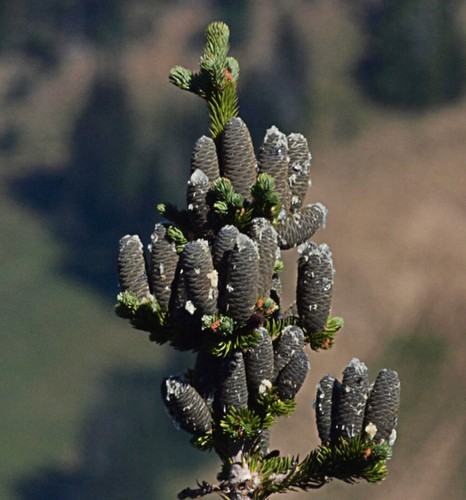 Abies lasiocarpa 100 - -126cm, |