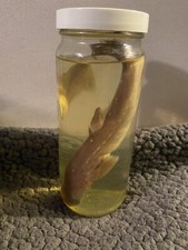 Cucciolo di squalo imbalsamato