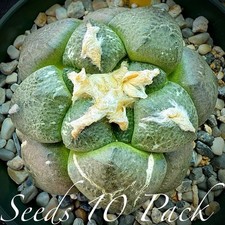 (10) Pack RARE SEEDS