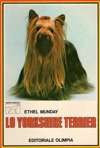 Yorkshire terrier cane - terrier,
