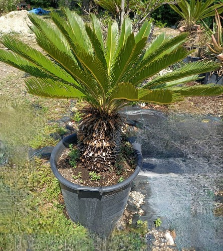 Pianta cycas revoluta - cycas, vaso
