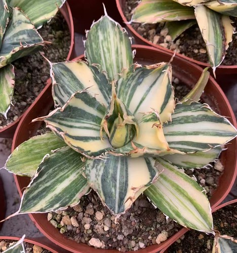 Rara pianta agave - rara,