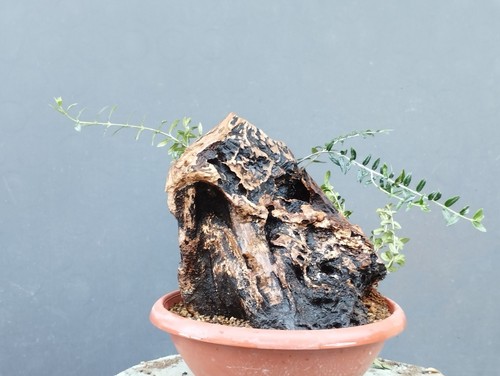 Bonsai olivastro 30x30cm - bonsai,