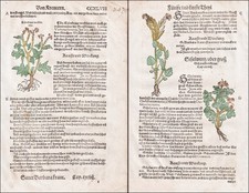 Eisenkraut Barbarakraut Erbe