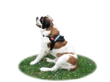 PETTORINA CANE L IMBOTTITA