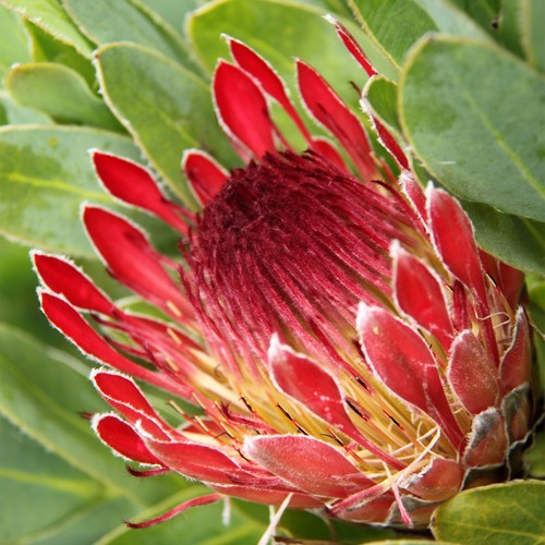 Semi protea eximia - protea,