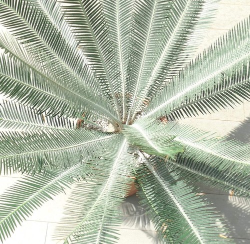 Dioon argenteum 12cm - caudex,