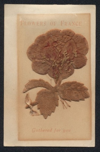 Fiori secchi erbe prima - secchi,