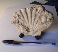 Fossile Conchiglia da Esposizione Medie Dimensioni