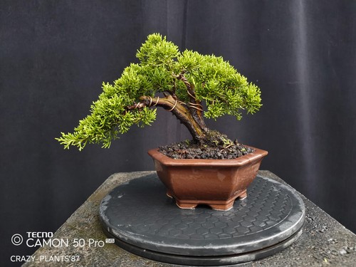 Bonsai juniperus chinensis - bonsai,