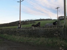 Photo 6x4 Horses near Ouzelwell Hall Fox Royd These three horses paid att c2017
