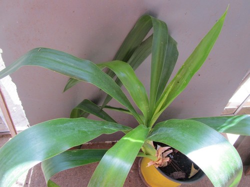 Yucca cane plant - cane,