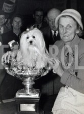 Foto vintage Tutti i Maltesi sono campioni, 1957, 21x15 cm