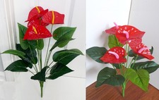 Cespuglio di Palma Rosso