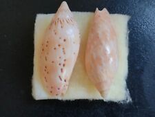 Conchiglia Voluta CYMBIOLA PULCHRA f. HOUARTI   2 pezzi mm 71,5 e 74,5 Australia