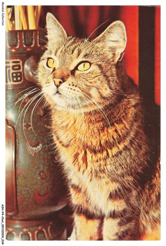 Ashp4 0217 chat gatto - ashp4-0217-chat,