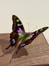 Farfalla vera Papilio Graphium
