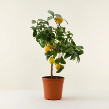 Limone lunario "Citrus limon"
