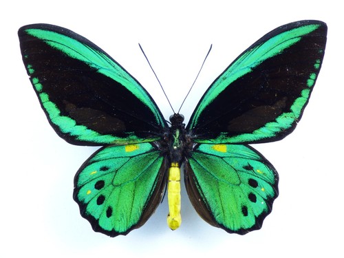 Ornithoptera priamus priamus