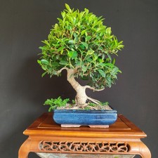 BONSAI DI FICUS RETUSA