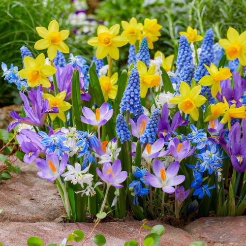 Bulbi fiori misti - bulbi,