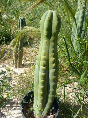 Pachanoi 36cm nadir rooted - 'nadir',